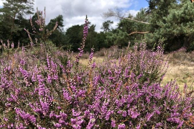 Uitwandelen: Al het goede van Noord-Limburg: bos, Maas én heide bij Broekhuizen