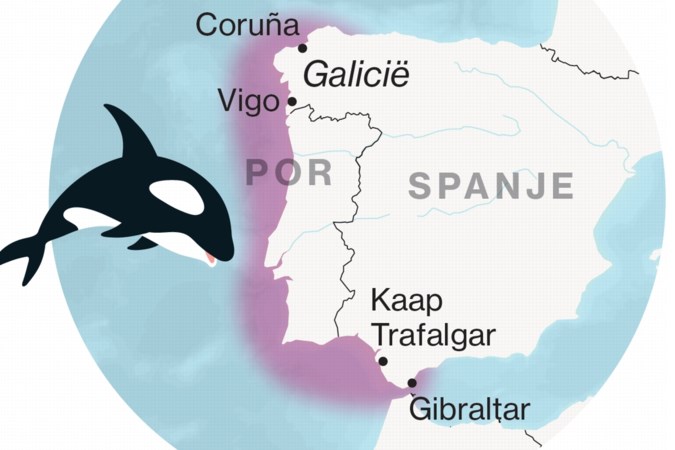 Orka’s hebben geen ontzag voor zeilboten voor Portugese en Spaanse kust en rammen de schepen