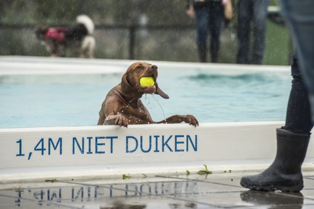 Kleine honden mogen apart plonzen