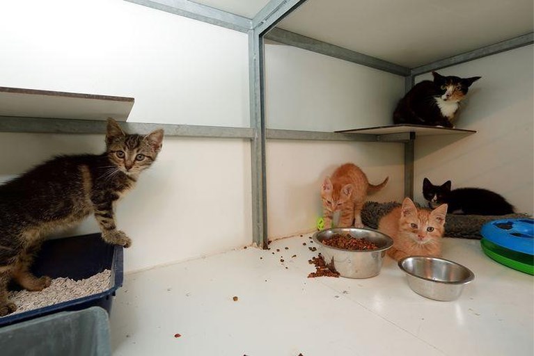 Dierenbescherming: door katten binnen te houden los je het milieuprobleem niet op