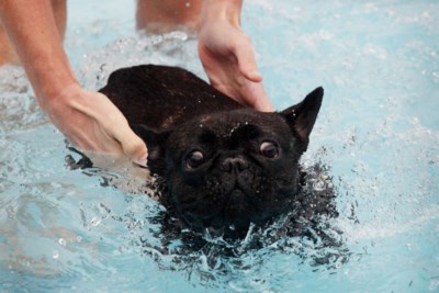 Honden Sluiten Waterseizoen Steinerbos Af De Limburger Mobile