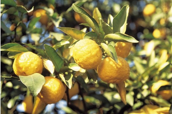 Yuzu: Japans citrusgenot van de wondervrucht