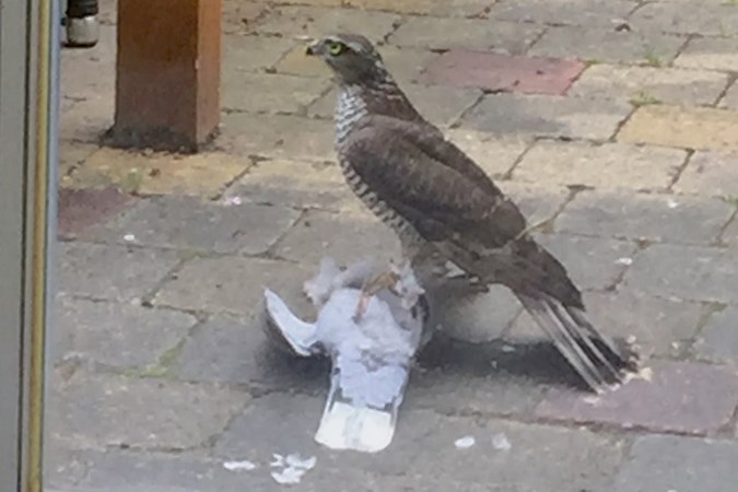 Mens & Natuur: hoe je met vogels voeren soms de kat op het spek bindt