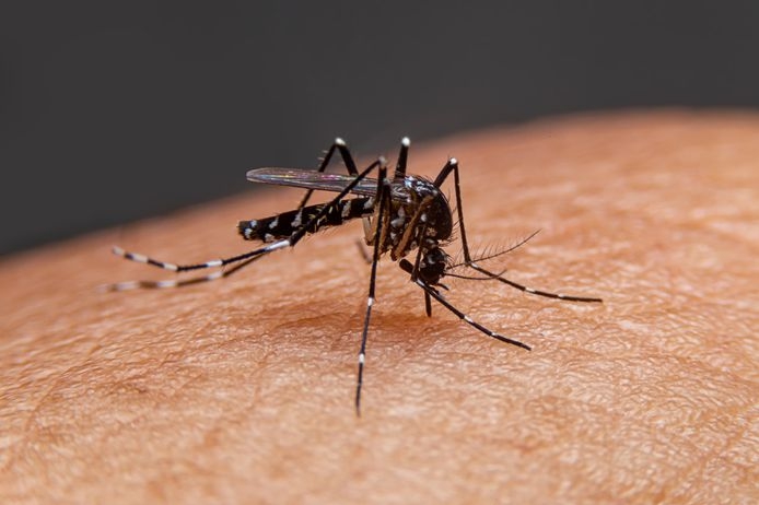 RIVM: Three Dutch dengue virus infections in France …