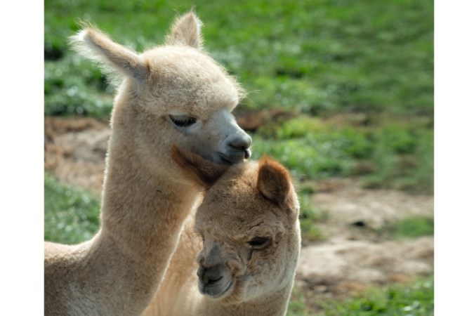 Tanja Linders uit Ransdaal: ‘Elke dag met deze schatjes van alpaca’s is voor mijn man en mij één groot feest’
