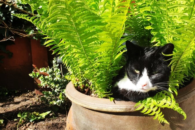 Kattenpoep in de tuin moet je dat pikken? De Limburger