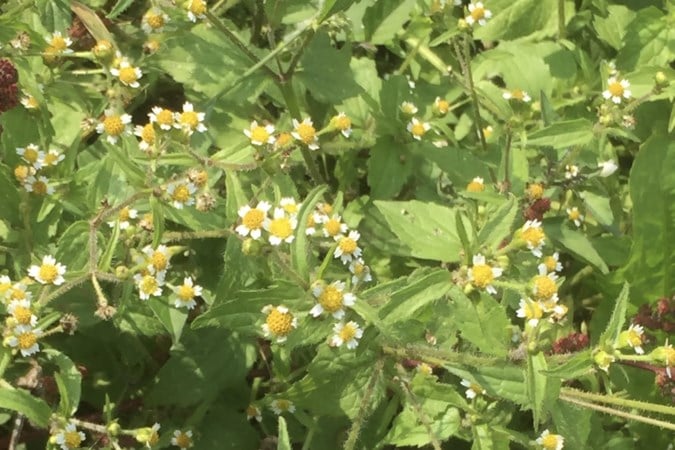 Mens en Natuur: Hoe kleine plantjes soms heel ver van huis kunnen belanden