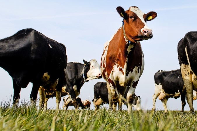 Provincie verliest zaak van milieuorganisaties: boer heeft vanwege stikstof vergunning nodig voor koeien in de wei en bemesten