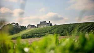 Drie maal goud voor witte wijnen van Maastrichts landgoed De Apostelhoeve
