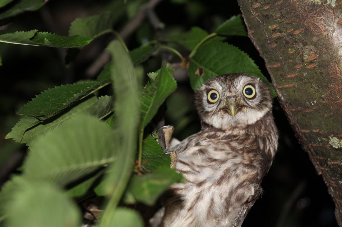 Erven in buitengebieden in Noord- en Midden-Limburg worden heringericht voor vogels, vleermuizen en 