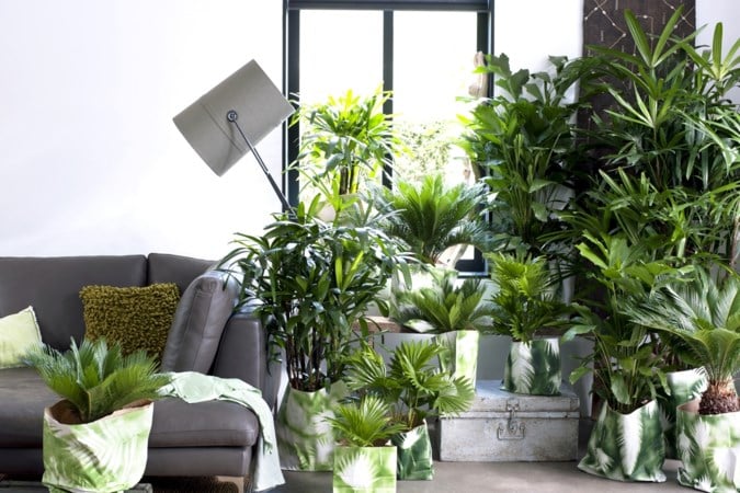 Maak van je woonkamer een jungle met deze onverwoestbare planten