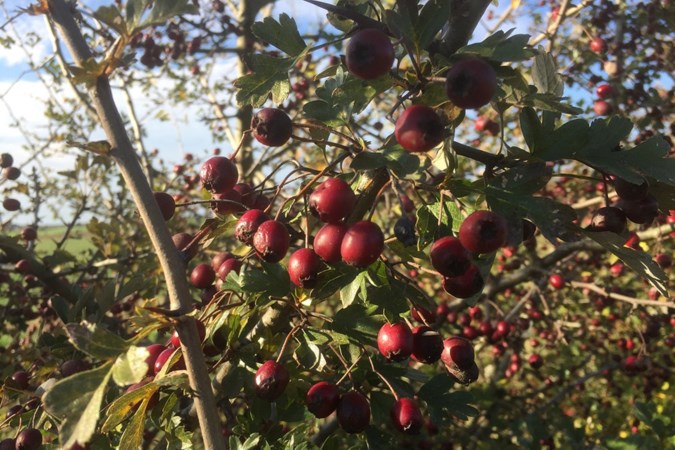Mens & Natuur: Genoeg bessen te eten, maar nog niemand heeft echt trek