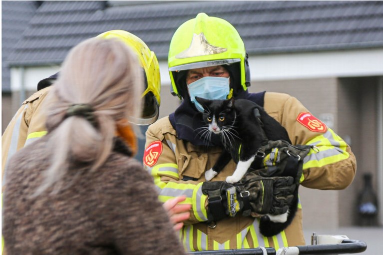 Poes Siepie na dagen vast in boom gered door de brandweer