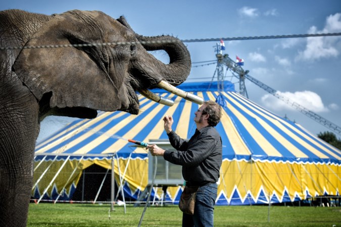Tweede Kamer: Olifant Buba mag bij circus Freiwald blijven