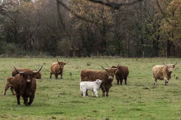 Wit kalfje springt eruit bij Schotse hooglanders in Asselt