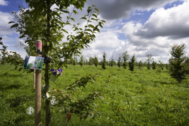 Gemeente Beek vervangt 215 bomen die stierven in droge, hete zomer