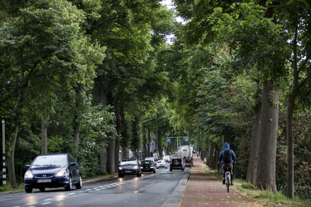 Tongerseweg Veilig in Maastricht waarschuwt voor ‘mogelijk premature bomenkap’