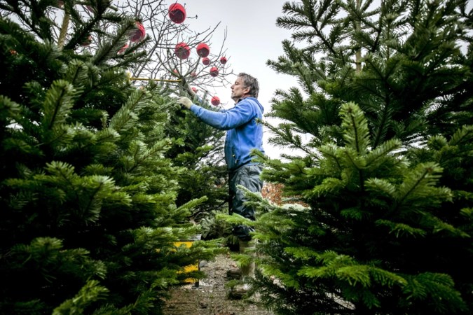 Onduidelijkheid bij bouwmarkten: wel of geen kerstboom te koop?
