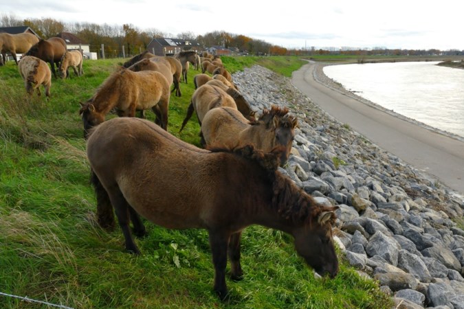 Faunapassage bij Obbicht geeft paarden en runderen extra ruimte 