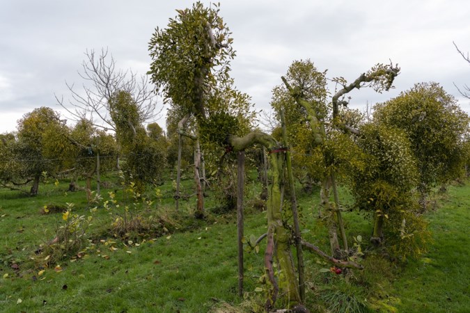 Tijd voor de kus onder de maretak, Limburgse fruittelers weten als eerste in Nederland mistletoe te kweken