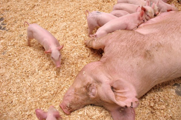 Bezwaar tegen extra varkens in Weerter stal ongegrond verklaard