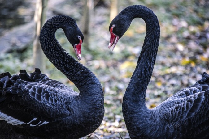 Yvonne uit Limbricht adopteerde een zwarte zwaan in Kasteelpark Born
