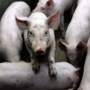 Omwonende wint zaak tegen nieuwe luchtwasser varkensstal: ‘Dit was de eerste slag’