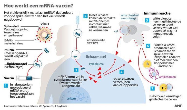 Eerste coronavaccin voor Nederland goedgekeurd: ‘Werkzaam, veilig en van hoge kwaliteit’