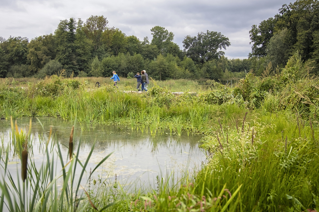 'Oude plantensoorten keren terug in het Maaspark' - De Limburger