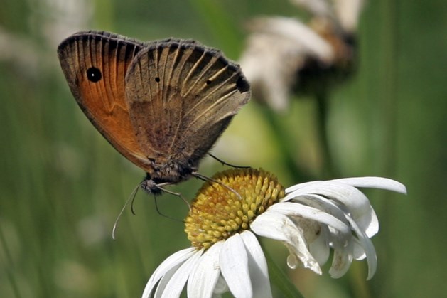 Maasgouw legt vlinderboulevards aan