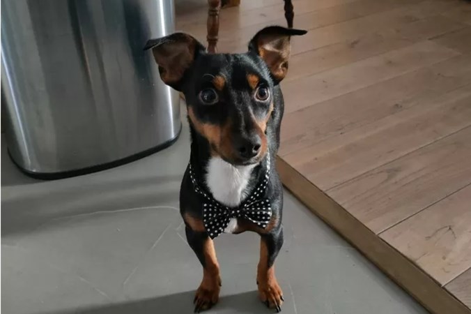 Vrouw ‘met haast’ laat hond Charlie twee uur lang vastzitten op bumper van haar auto na aanrijding