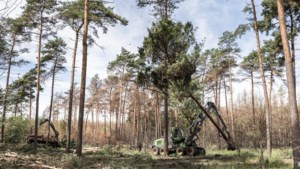 Staatsbosbeheer vervangt bomen in de Meinweg en het Leudal