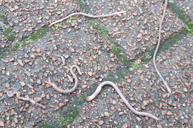 Column: Waarom gaan wormen massaal aan de ‘wandel’ tijdens regenbuien?