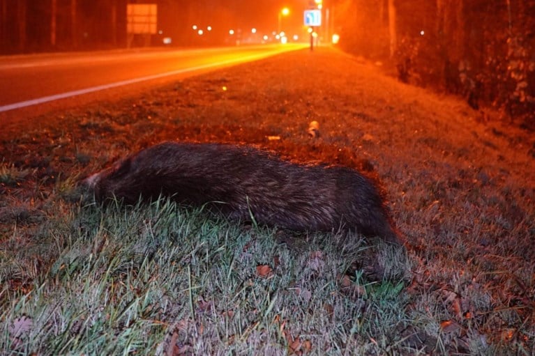 Wild zwijn overleeft aanrijding op N280 bij Baexem niet