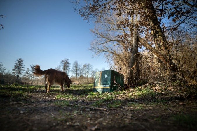 Minstens drie reeën in Schwienswei gedood na aanval van loslopende hond