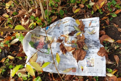 Ergens in Susteren: kiezen tussen een schijtende duif en een natte krant