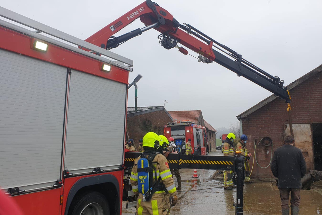 Brandweer redt drie koeien uit mestput in Holset - De Limburger