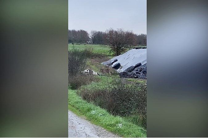 Video van wolf die dode koe eet in ‘Belgisch-Limburg’ komt uit… Spanje