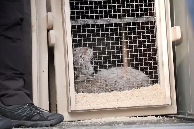 Zeven lynxen, kaaimannen en slangen verhuizen van Litouwen naar Natuurhulpcentrum in Opglabbeek