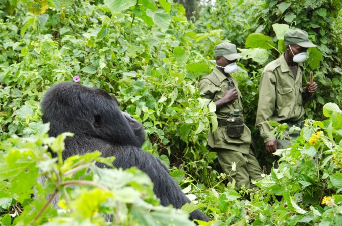 Moord op gorillabewakers Congo leidt tot woedende reacties