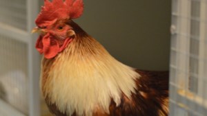 Dierenbescherming Limburg zit met te veel hanen die noodgedwongen zijn geplaatst bij de konijnen 
