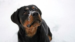 Dierenpolitie waarschuwt hondenbezitters vanwege kou: ‘Let extra goed op uw viervoeter’