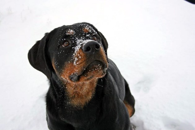 Dierenpolitie waarschuwt hondenbezitters vanwege kou: ‘Let extra goed op uw viervoeter’ 
