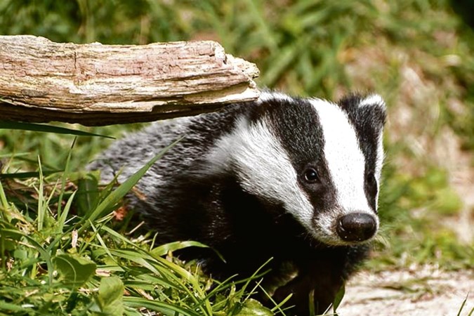 Natuurorganisaties des duivels over vangen van dassen bij ...