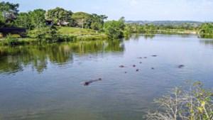 Nijlpaarden van vroegere drugsbaas Pablo Escobar zijn nu plaag