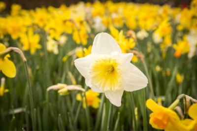 Komend weekend lenteachtige temperaturen verwacht