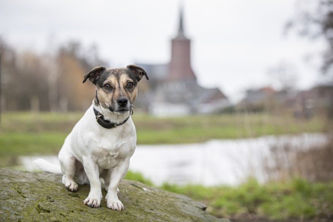 Jack russell ‘schaele Hayke’ uit Meerlo houdt zijn 70-plusbaasjes jong: ‘We spelen verstoppertje met hem’