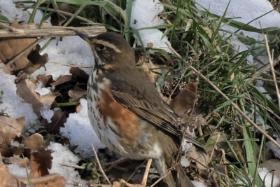 Mens & natuur: hoe je ook wel eens een heel mooie vogel kunt missen...