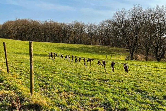 Dierenbeul doodt vijftien padden in Landgraaf door ze aan prikkeldraad op te hangen