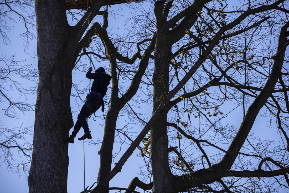 Strijd om een restant bos in Aken: activisten bezetten bomen en trotseren de zaag - De Limburger